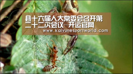 县十六届人大常委会召开第二十二次会议-开运官网(图1) 开运赛事